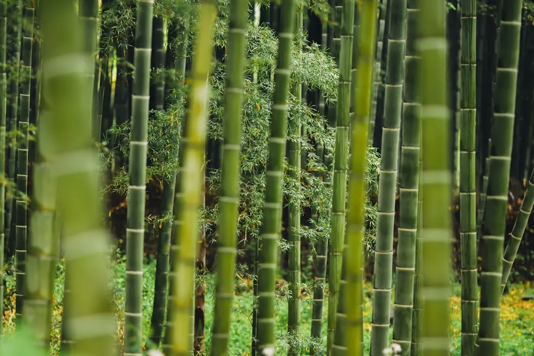 扬州地区国六B排放标准实施对汽车售后维修的技术要求解析